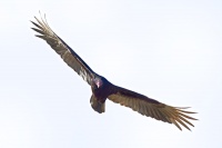 Kondor krocanovity - Cathartes aura - Turkey Vulture o4047